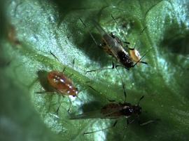 In life.   © M. Gammelgaard Nielsen .