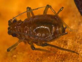 In life.   © J. Poorani 2007 .