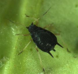 In life.   © J. Poorani 2007 .