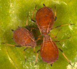 In life.   © J. Poorani 2007 .