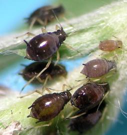 In life.   © A. Jensen 2011 .