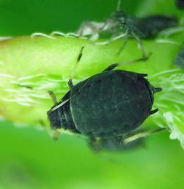 In life.   © A. Jensen 2011 .