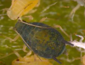 In life.   © J. Poorani 2007 .