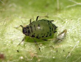 In life.   © A. Jensen 2011 .