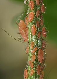 In life.   © M. Gammelgaard Nielsen .