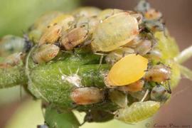 In life.   © C. Pilon 2011 .