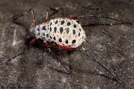 In life.   © C. Pilon 2011 .