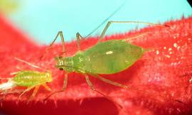 In life.   © A. Jensen 2011 .