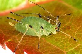 In life.   © J. Dvorák 2011 .