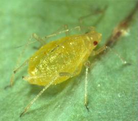 In life.   © J. Poorani 2007 .