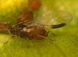 In life.   © J. Poorani 2007 .