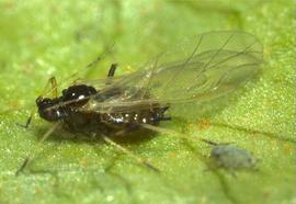 In life.   © J. Poorani 2007 .