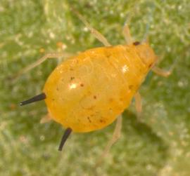 In life.   © J. Poorani 2007 .