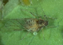 In life.   © J. Poorani 2007 .