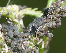 In life.   © M. Gammelgaard Nielsen .