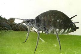 In life.   © J. Dvorák 2004 .