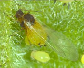 In life.   © J. Poorani 2007 .