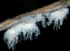 In life.   © V. Motycka 2011 .