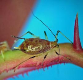 In life.   © A. Jensen 2011 .