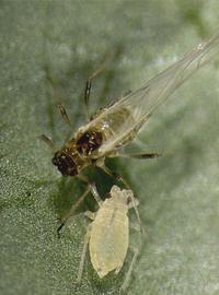 In life.   © M. Gammelgaard Nielsen .