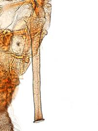 Siphunculus of alata