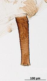 Siphunculus of alata