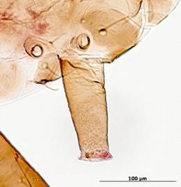 Siphunculus of alata