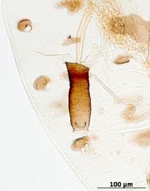 Siphunculus of alata