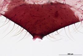 Siphunculus of alata