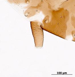 Siphunculus of alata