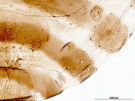 Siphunculus of alata