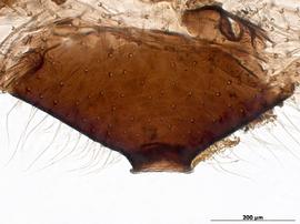 Siphunculus of alata