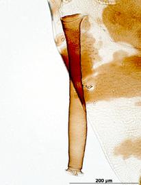 Siphunculus of alata