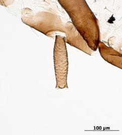 Siphunculus of alata