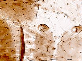 Siphunculus of alata