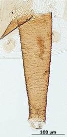 Siphunculus of alata