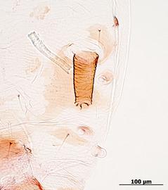 Siphunculus of alata