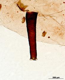 Siphunculus of aptera