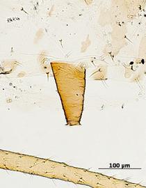 Siphunculus of aptera