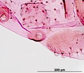 Siphunculus of aptera