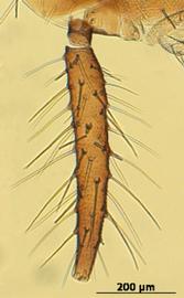 Siphunculus of aptera