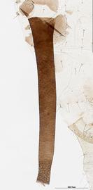 Siphunculus of aptera