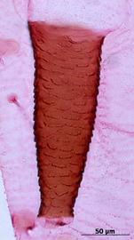 Siphunculus of aptera