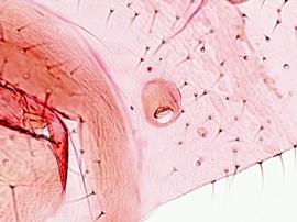 Siphunculus of aptera