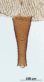 Siphunculus of aptera