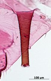 Siphunculus of aptera