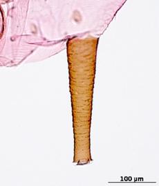 Siphunculus of aptera