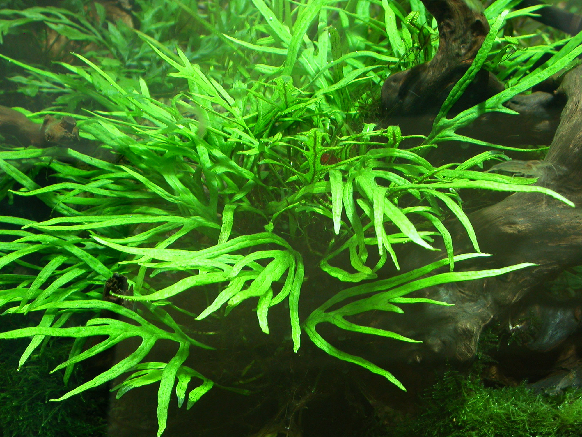 Microsorum | Aquarium and Pond Plants of the World E3