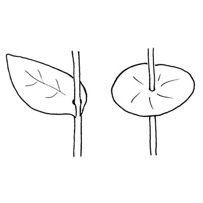 perfoliate leaf