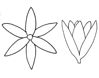 plant structure calyx corollla perianth